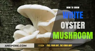 Mastering White Oyster Mushroom Cultivation: A Step-by-Step Growing Guide