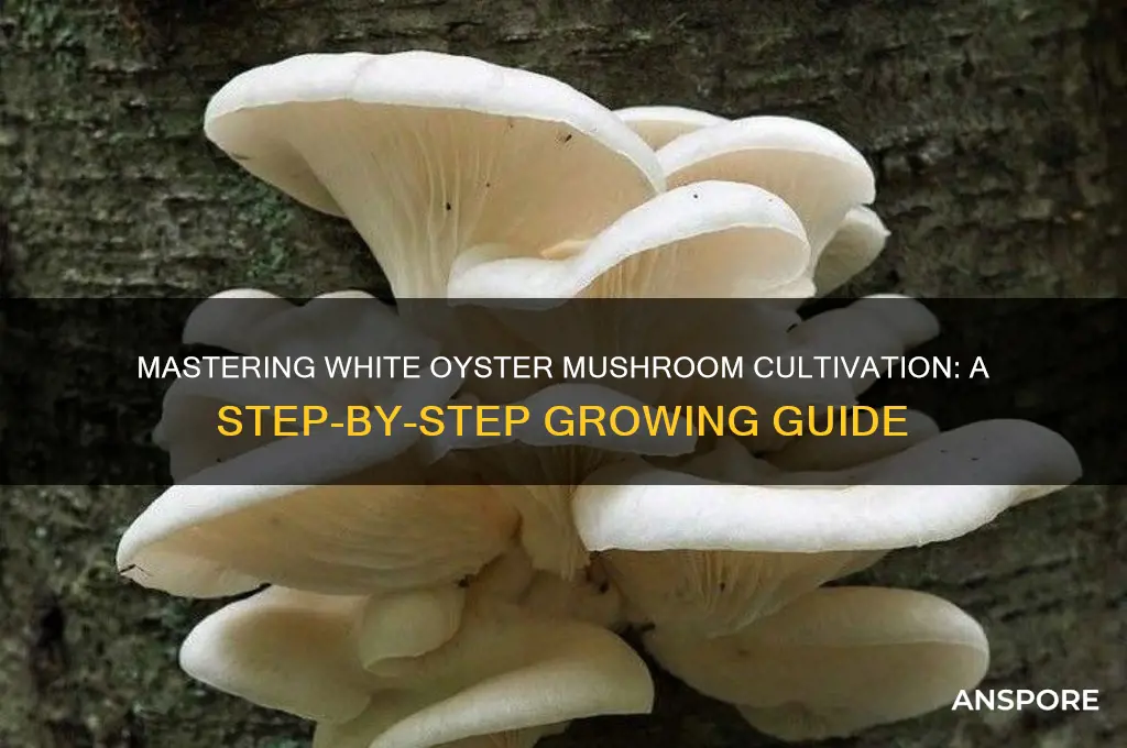 how to grow white oyster mushroom
