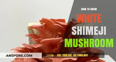 Mastering White Shimeji Mushroom Cultivation: A Step-by-Step Growing Guide