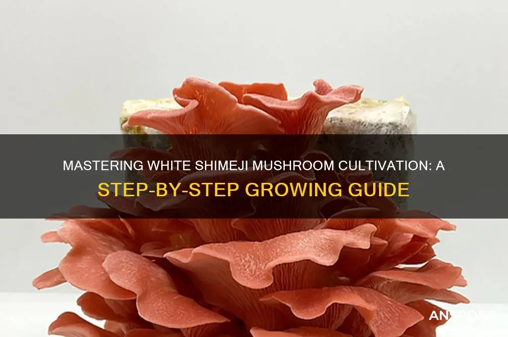 how to grow white shimeji mushrooms