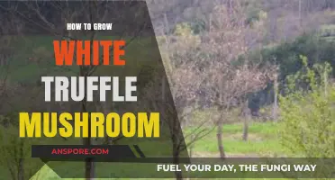 Mastering the Art of Growing Rare White Truffle Mushrooms at Home