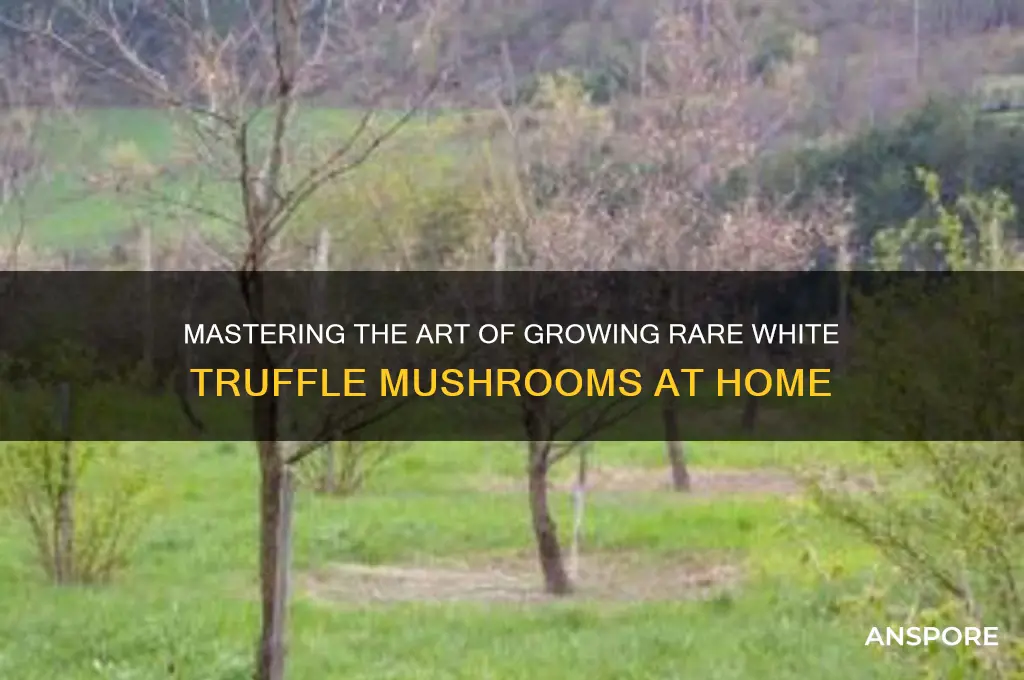 how to grow white truffle mushroom