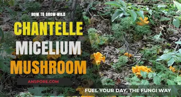 Cultivating Wild Chantelle Mycelium Mushrooms: A Step-by-Step Guide