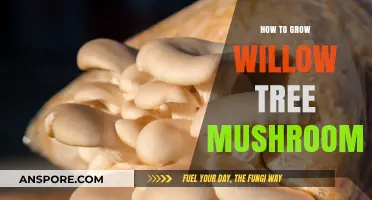 Cultivating Willow Tree Mushrooms: A Step-by-Step Growing Guide