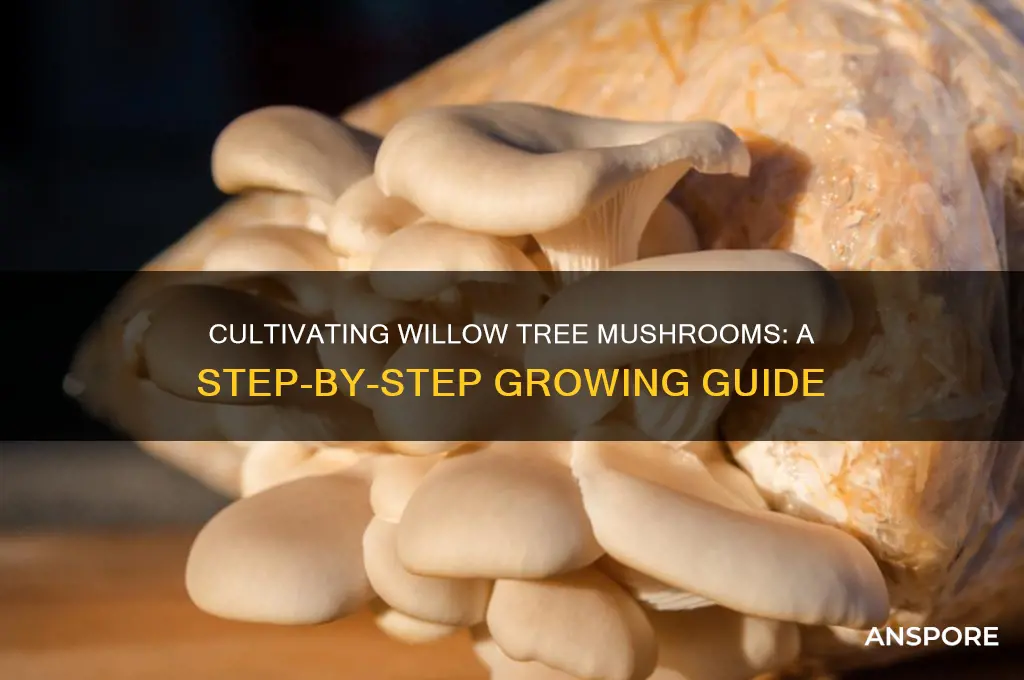 how to grow willow tree mushrooms