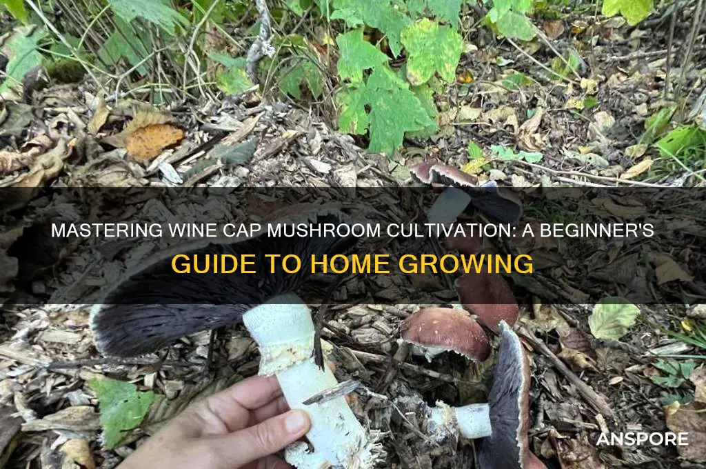 how to grow wine cap mushrooms at home