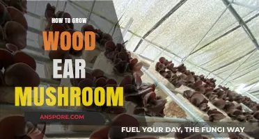 Mastering Wood Ear Mushroom Cultivation: A Step-by-Step Growing Guide