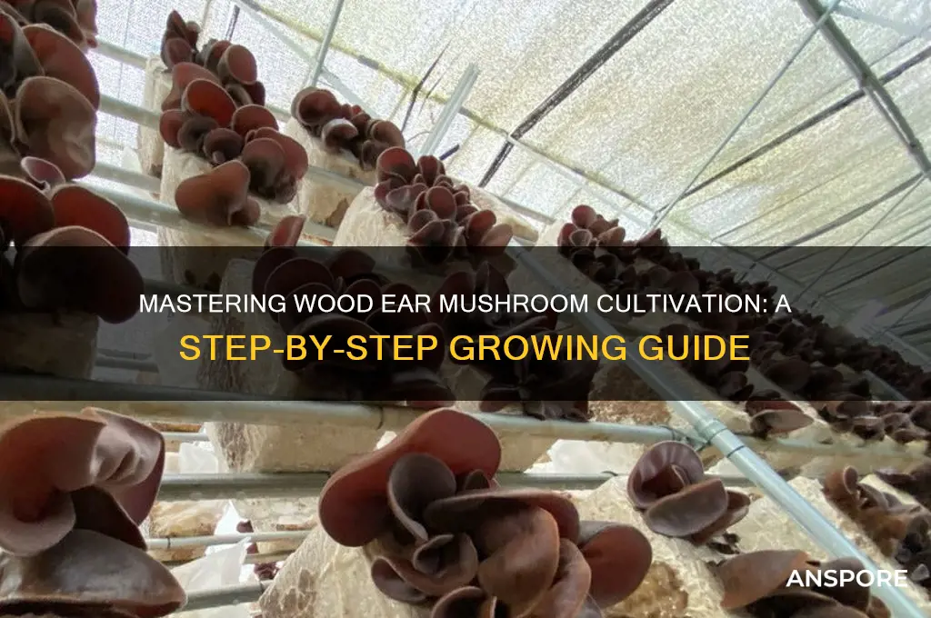 how to grow wood ear mushroom