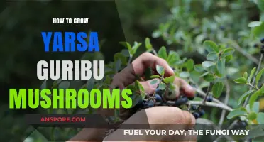 Mastering Yarsa Guribu Mushroom Cultivation: Essential Tips for Successful Growth