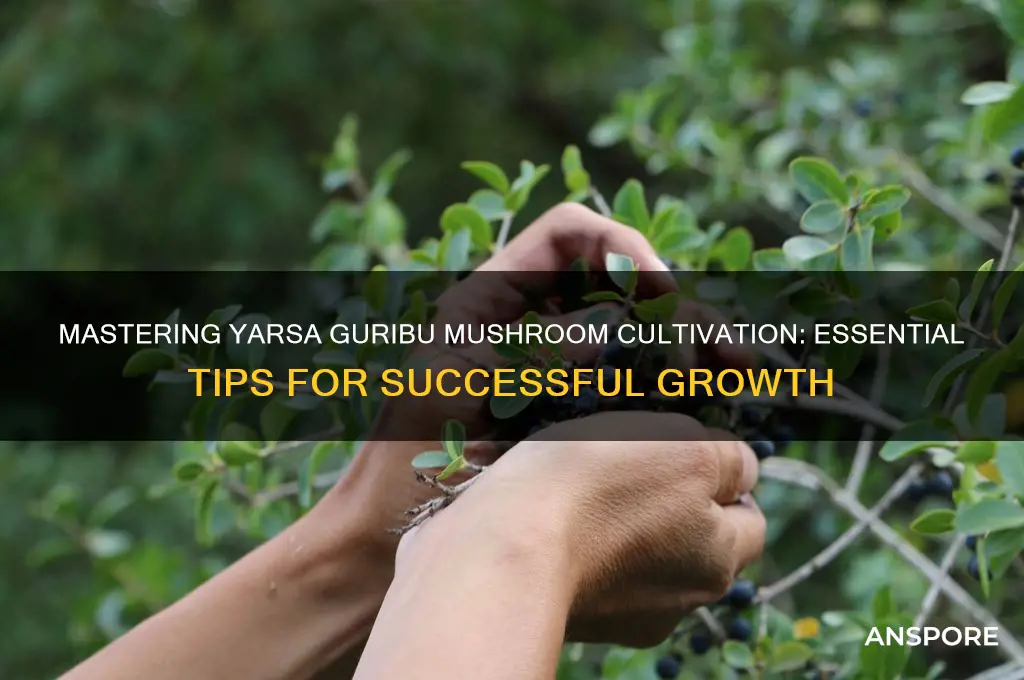 how to grow yarsa guribu mushrooms
