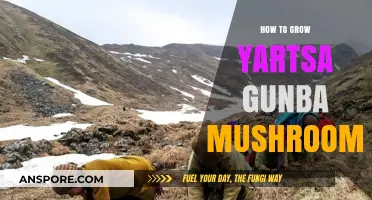 Mastering Yartsa Gunba Cultivation: A Comprehensive Guide to Growing Cordyceps