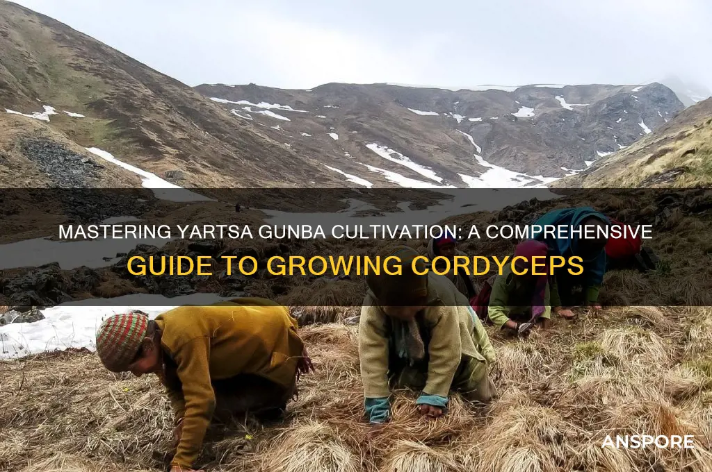 how to grow yartsa gunba mushrooms