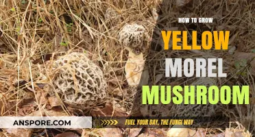 Mastering Morel Cultivation: A Guide to Growing Yellow Morel Mushrooms