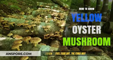 Mastering Yellow Oyster Mushroom Cultivation: A Step-by-Step Guide