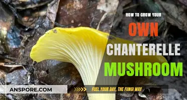 Mastering Chanterelle Cultivation: A Guide to Growing Your Own Mushrooms