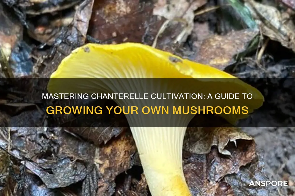 how to grow your own chanterelle mushrooms