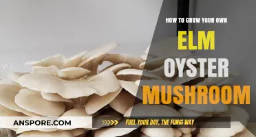 Cultivating Elm Oyster Mushrooms: A Beginner's Guide to Homegrown Success