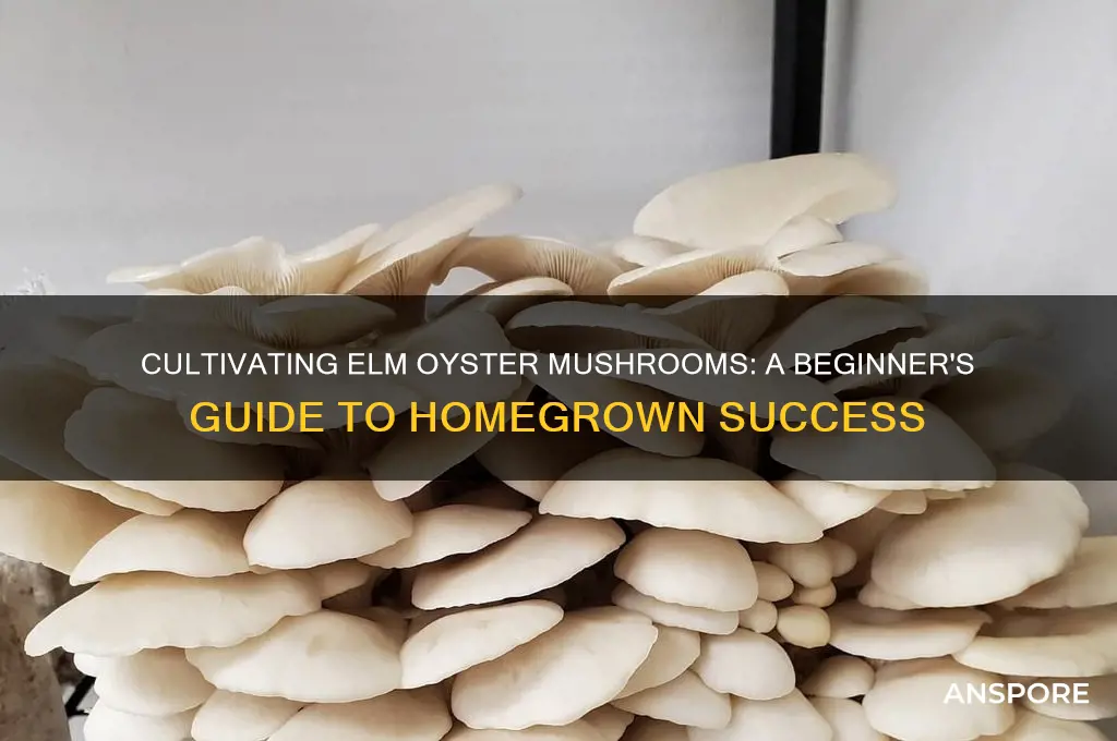 how to grow your own elm oyster mushrooms