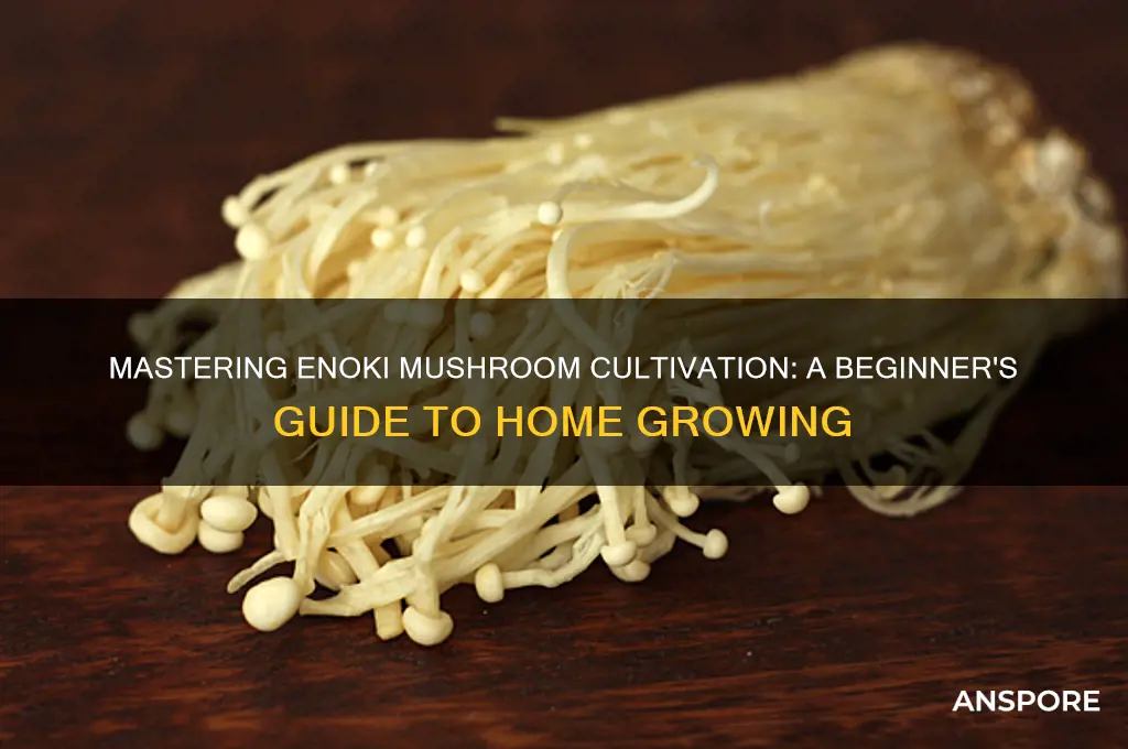 how to grow your own enoki mushroom