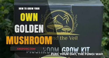 Cultivating Golden Mushrooms: A Beginner’s Guide to Home-Grown Success