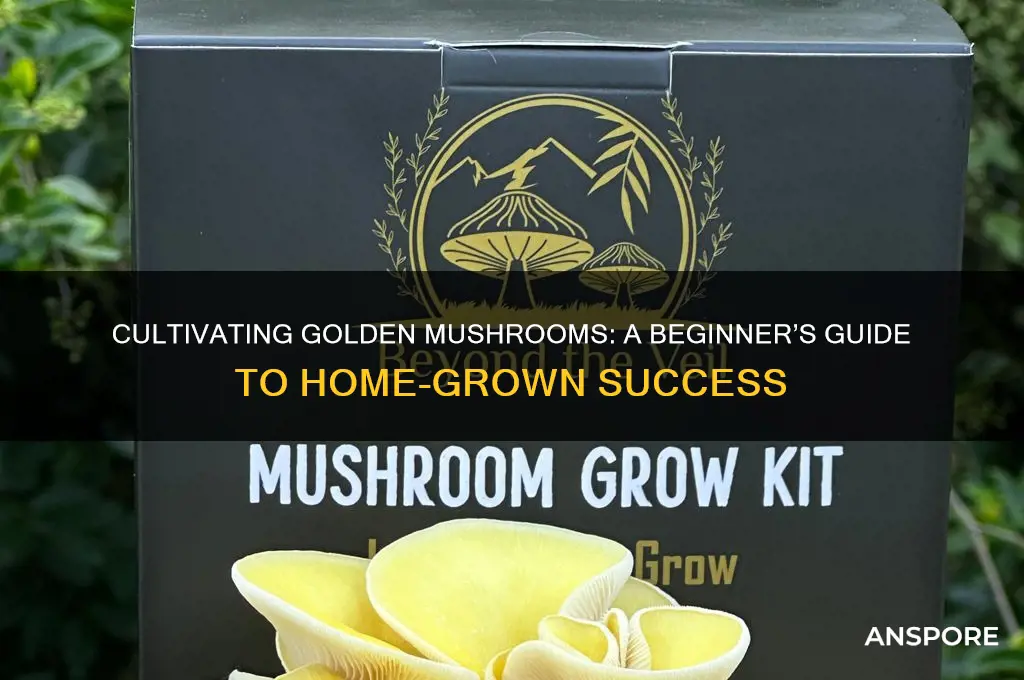 how to grow your own golden mushroom