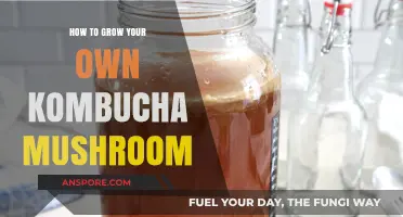 Mastering Kombucha Brewing: Grow Your Own SCOBY at Home