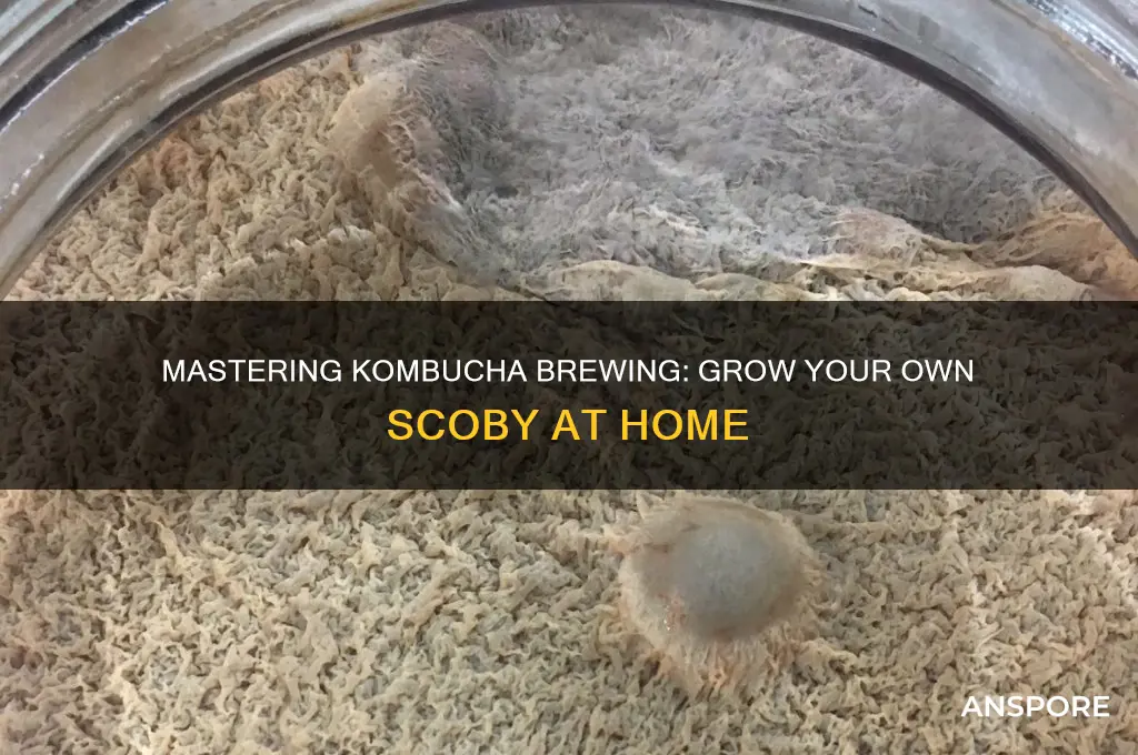 how to grow your own kombucha mushroom