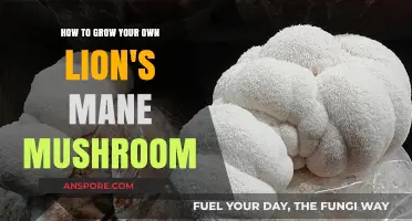 Cultivating Lion's Mane Mushrooms: A Beginner's Guide to Home Growing
