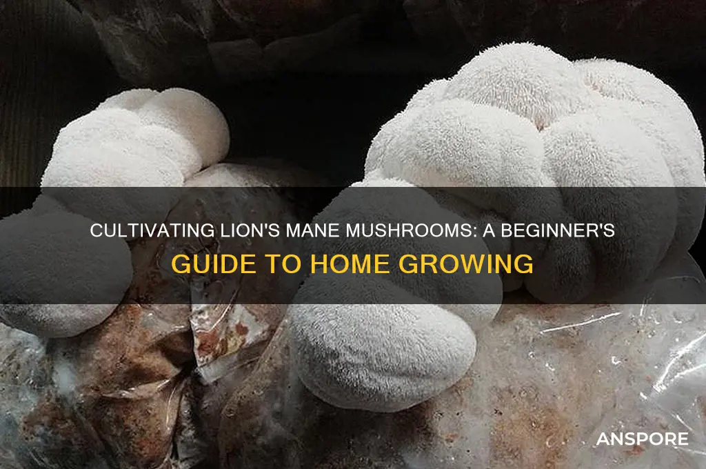 how to grow your own lion