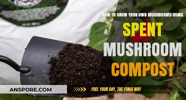Grow Mushrooms Easily: Reusing Spent Compost for Bountiful Harvests