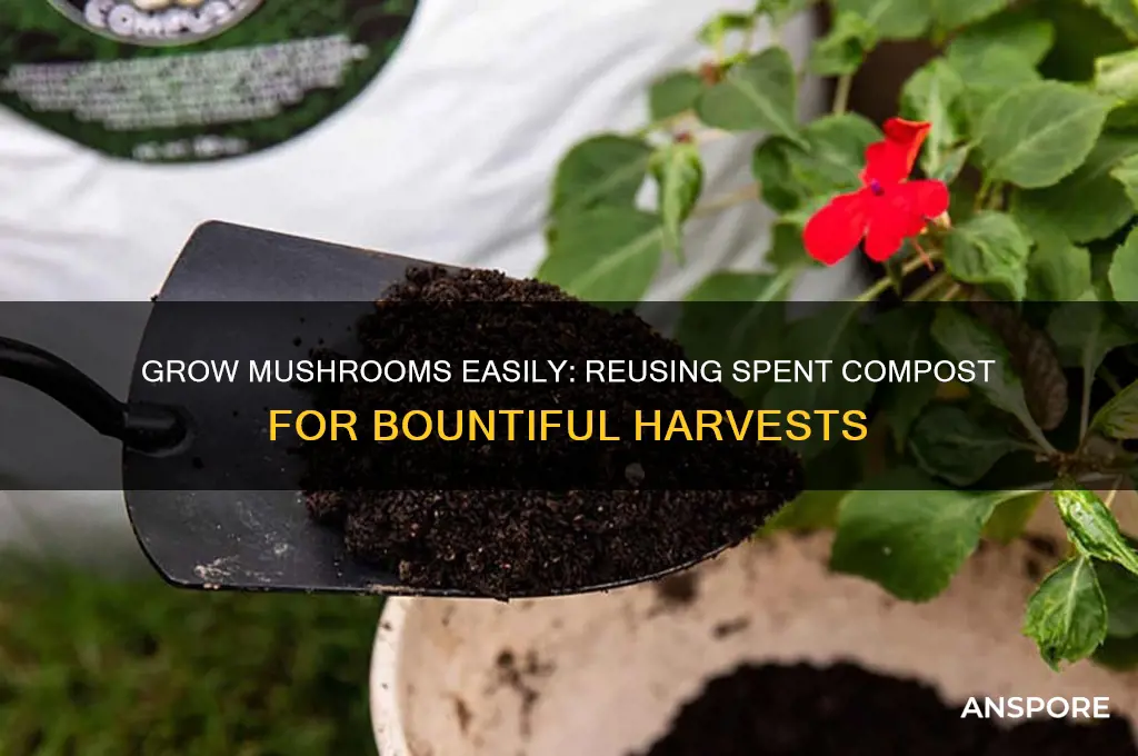 how to grow your own mushrooms using spent mushroom compost