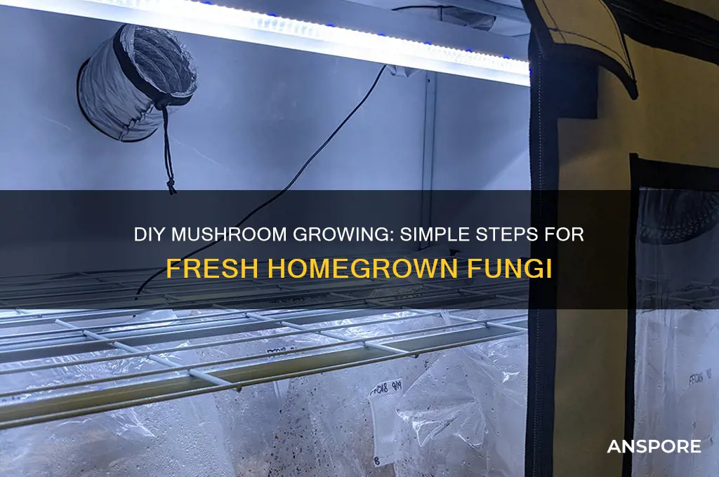 how to grow your own mushrooms without a kit