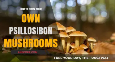 Cultivating Psilocybin Mushrooms: A Step-by-Step Guide to Home Growing