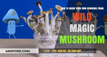Wild to Home: Growing Your Own Magic Mushrooms Safely