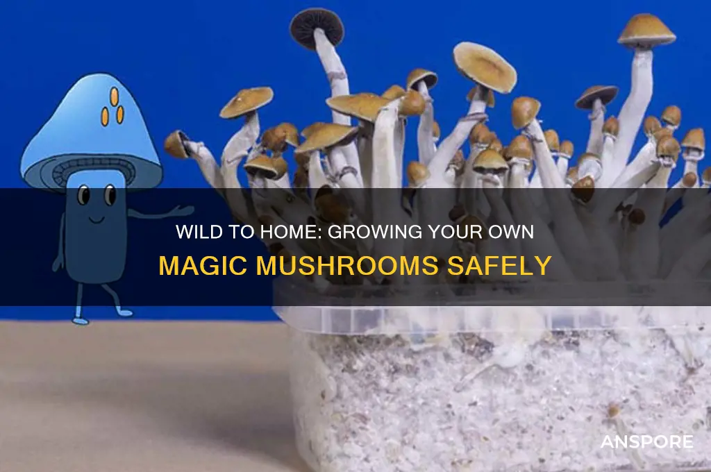 how to grow your own shrooms from wild magic mushrooms