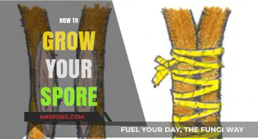 Mastering Spore Cultivation: Essential Tips for Healthy Growth and Abundance