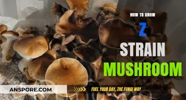 Mastering Z Strain Mushroom Cultivation: A Comprehensive Growing Guide