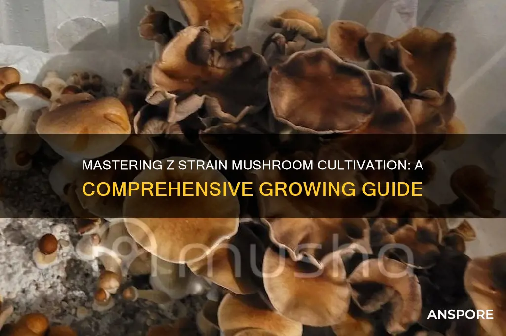 how to grow z strain mushrooms