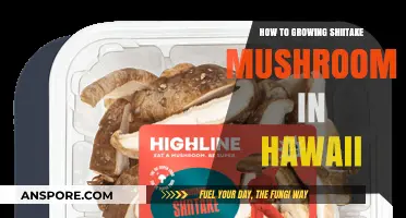 Growing Shiitake Mushrooms in Hawaii: A Tropical Cultivation Guide