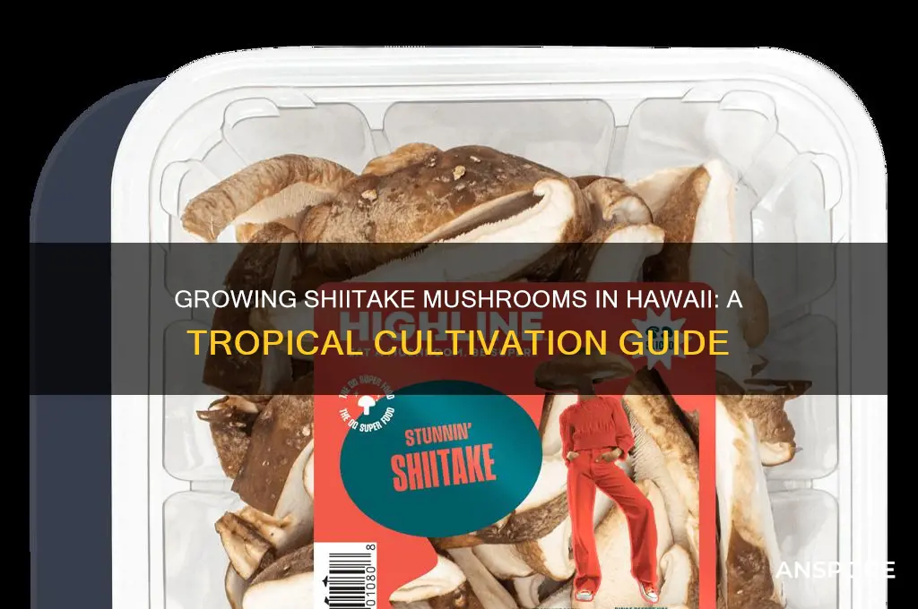 how to growing shiitake mushrooms in hawaii