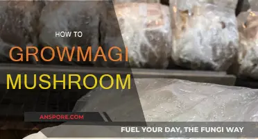 Grow Magic Mushrooms: A Step-by-Step Guide