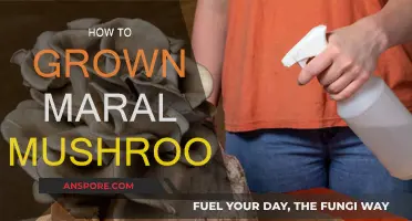 Grow Your Own Morel Mushrooms: A Step-by-Step Guide