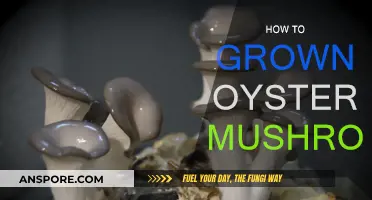Grow Oyster Mushrooms: A Step-by-Step Guide