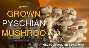 Grow Your Own Psychedelic Mushrooms at Home