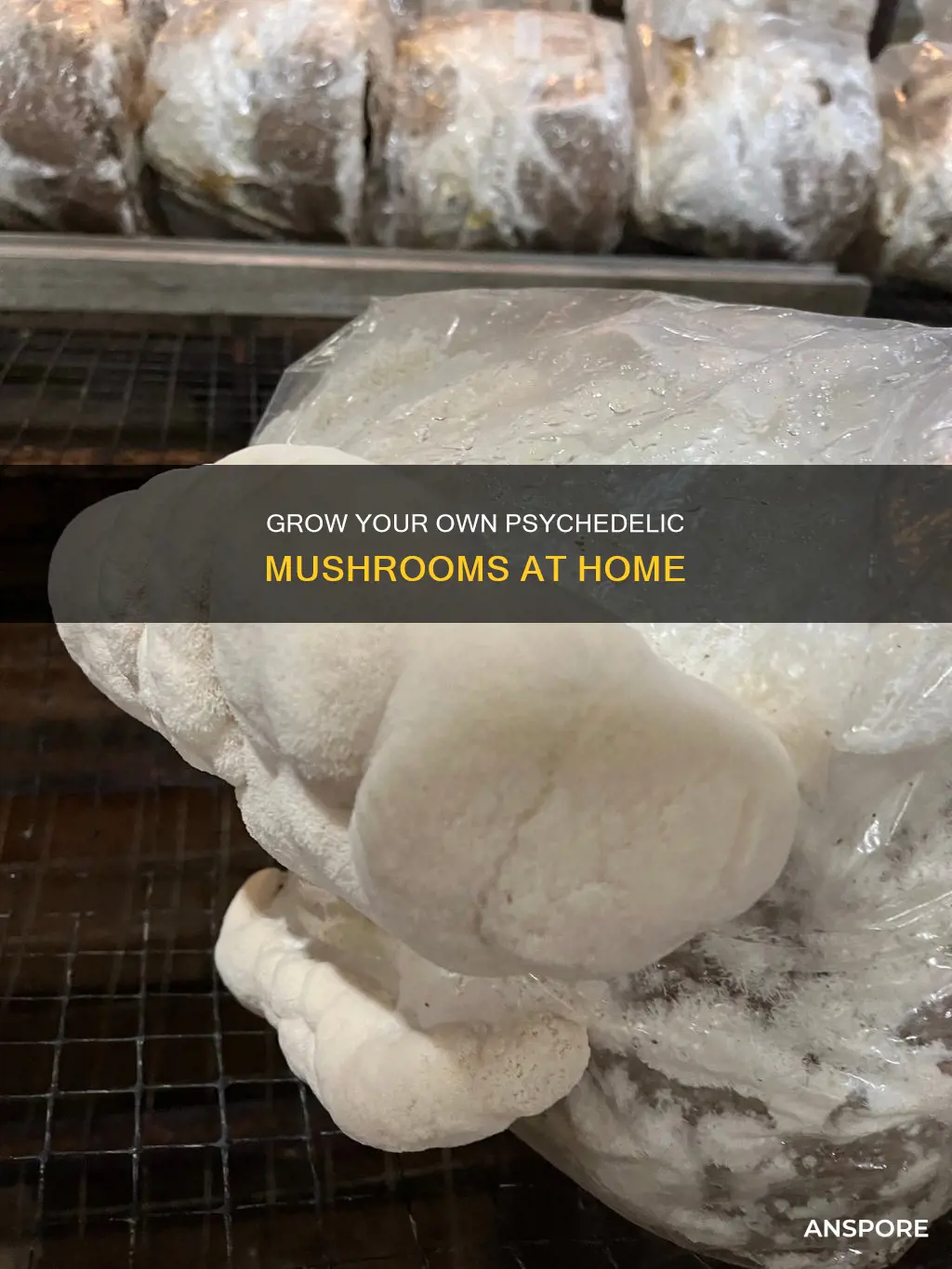 how to grown pyschian mushrooms
