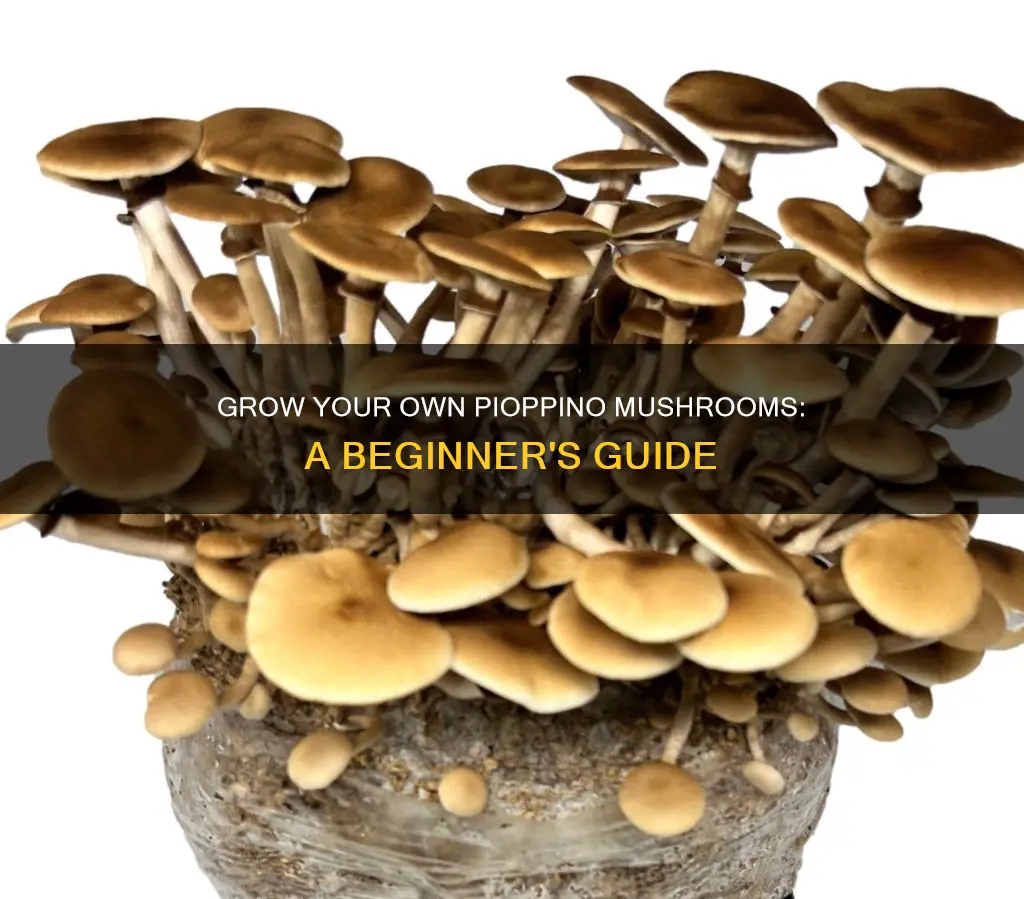 how to growpioppino mushroom