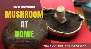 Easy Guide to Growing Portabella Mushrooms at Home