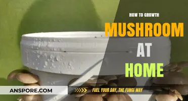 Mastering Mushroom Cultivation: A Beginner's Guide to Growing Mushrooms at Home