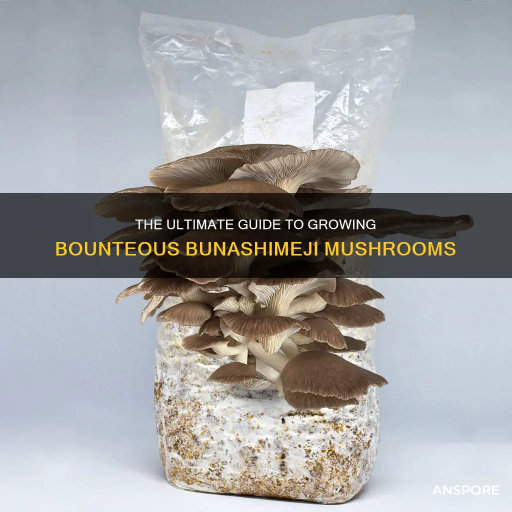 how to grwo bunashimeji mushrooms