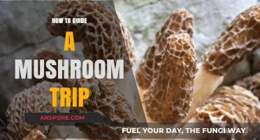 Navigating Psychedelic Realms: A Comprehensive Guide to Mushroom Trips